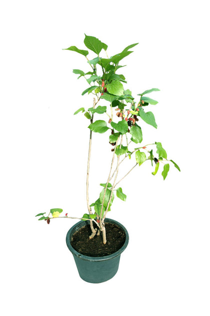 Mulberry -Genus Morus-Outdoor Fruit Plant