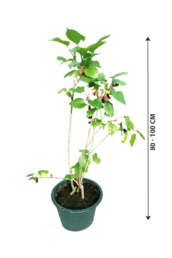 Maulbeere – Gattung Morus – Obstpflanze für den Außenbereich