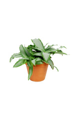Murdannia Loriformis – „Bright Star“ – Zimmerpflanze