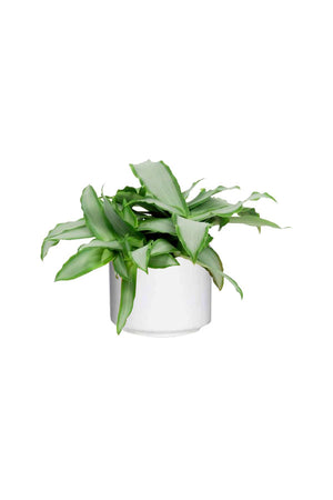 Murdannia Loriformis "Bright Star" Indoor Plant with Vibrant Purple Flowers