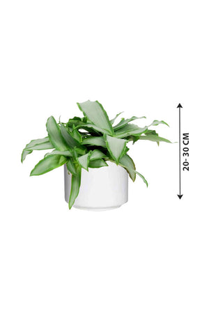 Murdannia Loriformis  - "Bright Star" - Indoor Plant - Plantsworld.ae