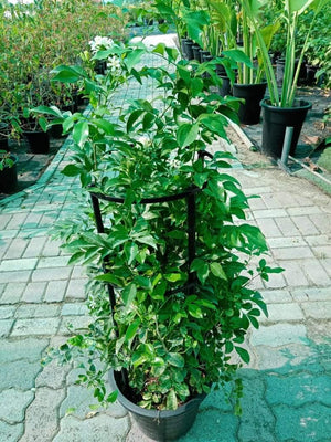 Murraya - Murraya - Plantsworld.ae