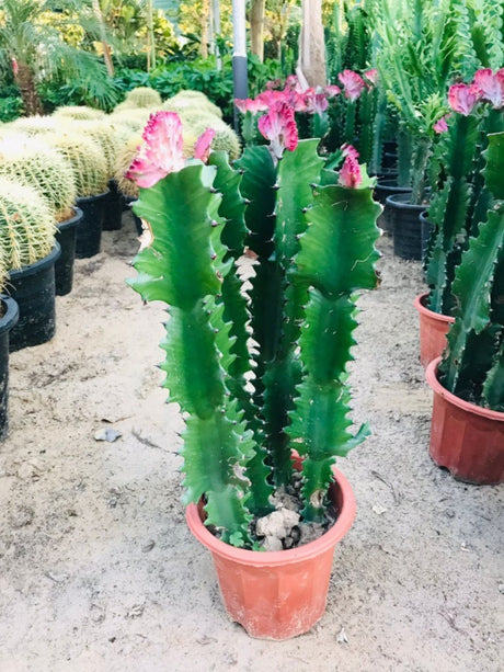 Euphorbia Lactea Cristata – Kaktuspflanze – Blühender Kaktus