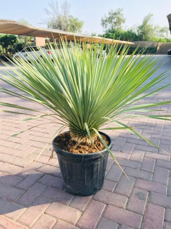 Yucca rostrata – (Schnabel-Yucca) – Freilandpflanze