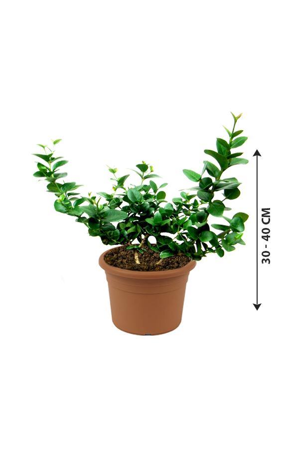 Natal Plum-Carissa Macrocarpa - Natal Plum-Carissa Macrocarpa - Plantsworld.ae