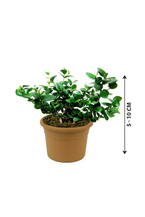 Natal Plum-Carissa Macrocarpa - Natal Plum-Carissa Macrocarpa - Plantsworld.ae