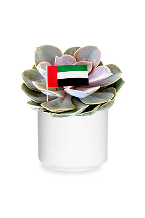 Violet Echeveria Cactus & Succulent in decorative pot, perfect National Day gift