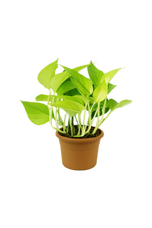 Neon Pothos - Epipremnum Aureum 'Neon' - Plantsworld.ae