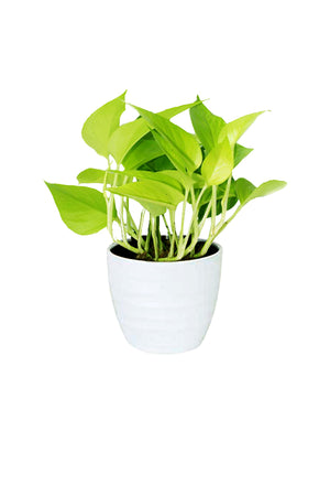 Neon Pothos plant with vibrant neon-green leaves in a ceramic pot