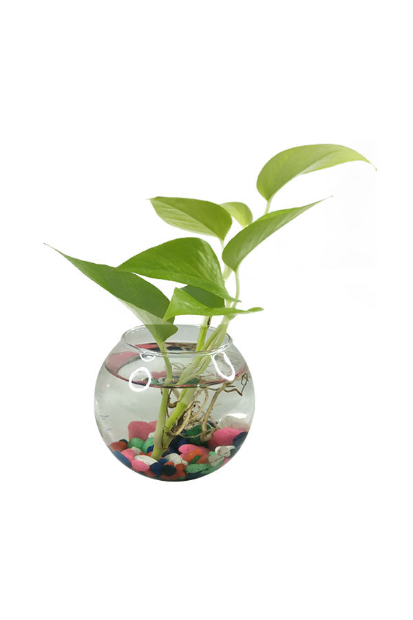 Money plant store in water