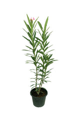 Oleander - Nerium Oleander - Blühende Pflanze im Freien