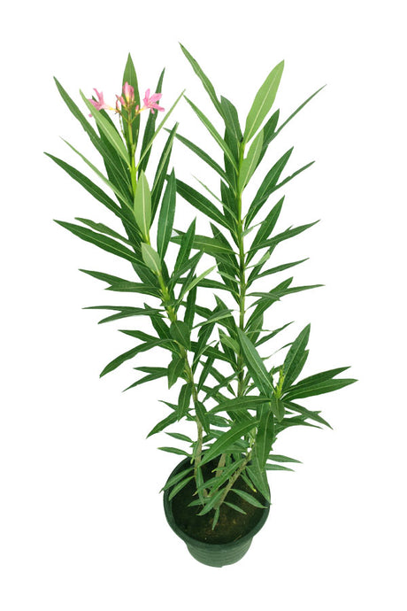 Oleander - Nerium Oleander - Outdoor  Flowering Plant
