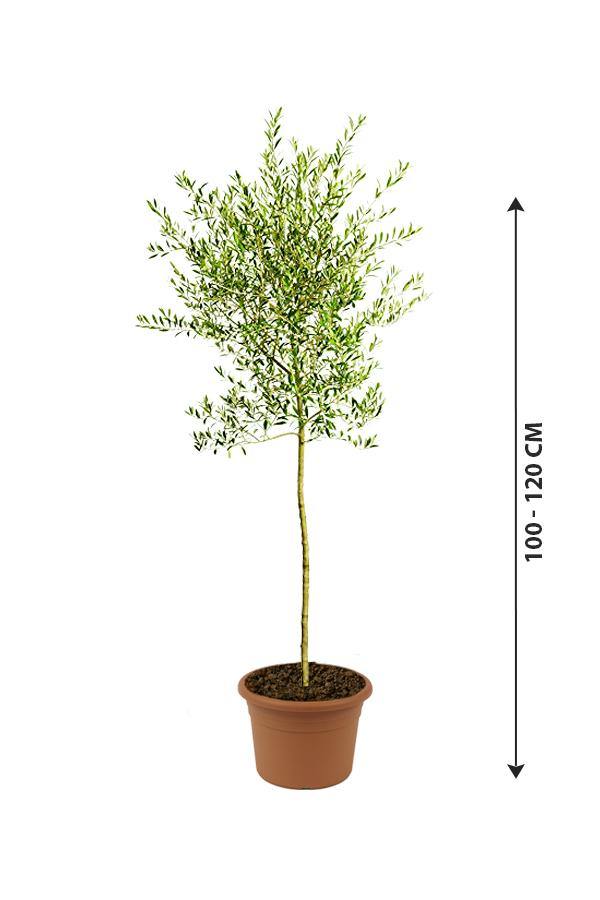 Olive Plants Olea Europaea jaitun Outdoor Fruit Plant Plantsworld.ae