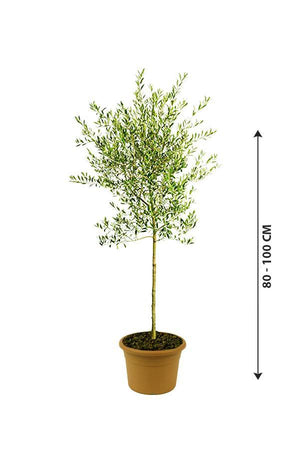 Olive-Olea Europaea - Olive-Olea Europaea - Plantsworld.ae