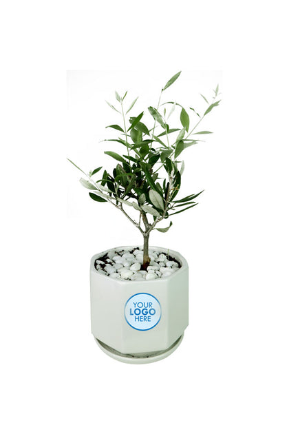 Olive Dwarf Indoor-In Ceramic Pot with Branding