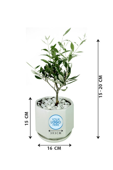 Olive Dwarf Indoor-In Ceramic Pot with Branding