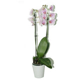 Orchid - Phalaenopsis - Plantsworld.ae - {{ varient.name }}