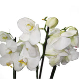 Orchid - Phalaenopsis - Plantsworld.ae - {{ varient.name }}