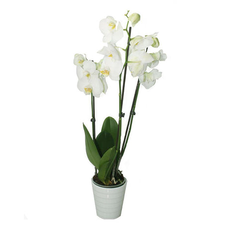 Orchid - Phalaenopsis - Plantsworld.ae - {{ varient.name }}