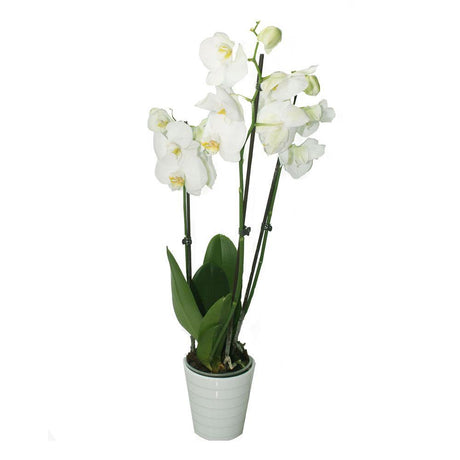 Office Flowering Plants online in Dubai UAE -Plantsworld.ae