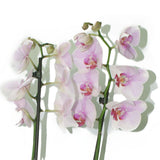 Orchid - Phalaenopsis - Plantsworld.ae - {{ varient.name }}