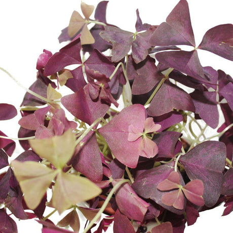 Oxalis Triangularis -False Shamrock - Oxalis Triangularis -False Shamrock - Plantsworld.ae