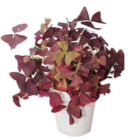 Oxalis Triangularis -False Shamrock - Oxalis Triangularis -False Shamrock - Plantsworld.ae