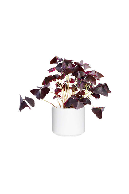 Oxalis Triangularis - False Shamrock - Indoor Flowering Plant