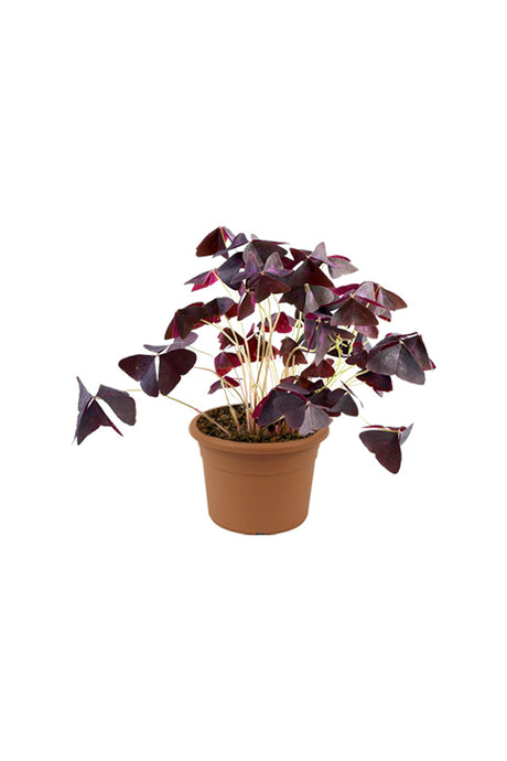 Oxalis triangularis – Falsches Kleeblatt – Blühende Zimmerpflanze