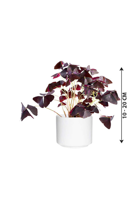 Oxalis triangularis – Falsches Kleeblatt – Blühende Zimmerpflanze