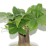 Pachira Small-mini money tree - Plantsworld.ae - {{ varient.name }}