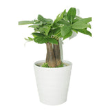 Pachira Small-mini money tree - Plantsworld.ae - {{ varient.name }}