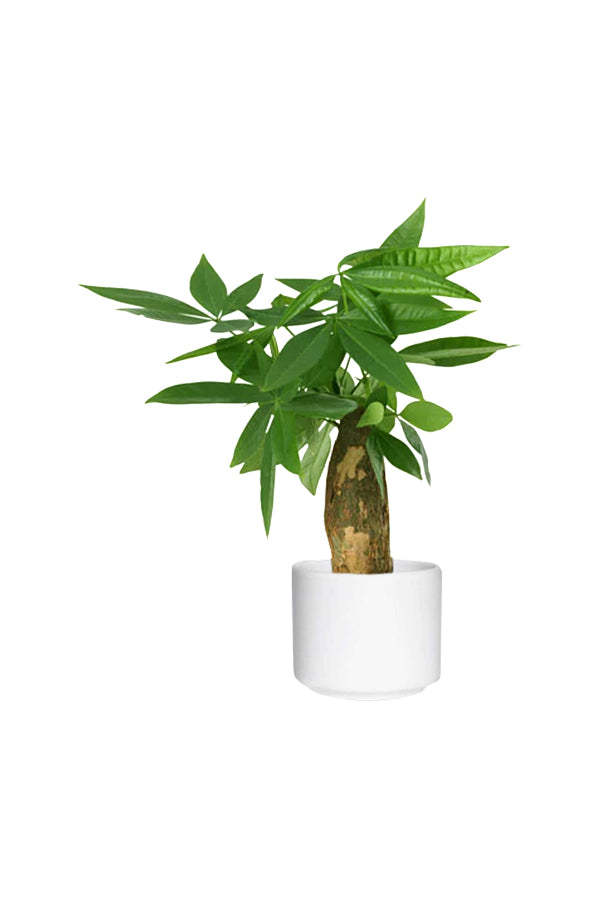 Pachira Small – Mini-Geldbaum-Büro-Tischpflanze