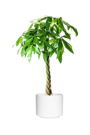 Pachira Twisted Money Tree with braided trunk and vibrant green leaves in a white ceramic pot

