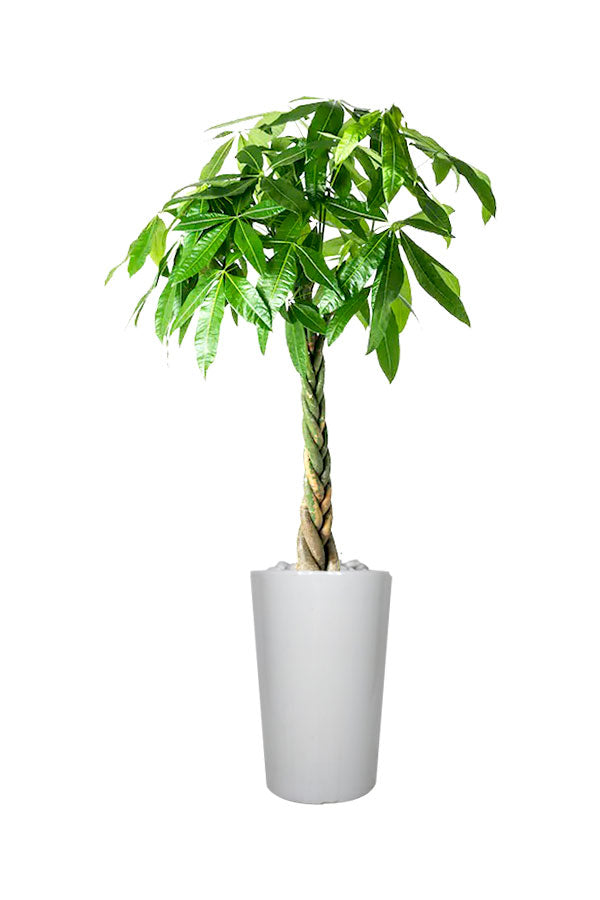 Pachira Twisted Money Tree – Büropflanze im hohen Topf