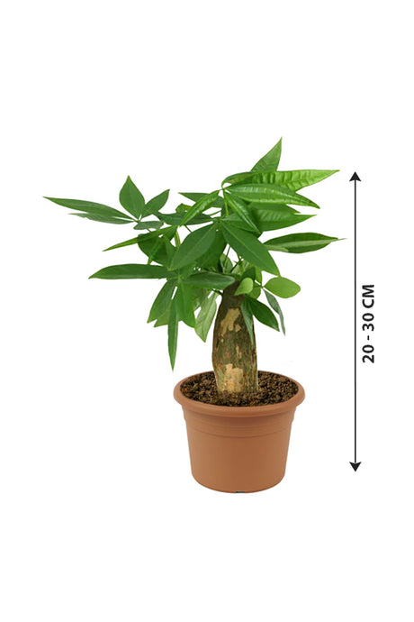 Pachira Small – Mini-Geldbaum – Baumpflanze für den Innenbereich
