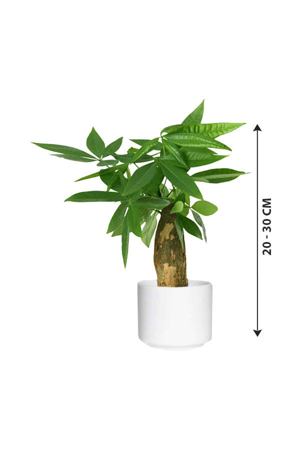 Potted money clearance tree