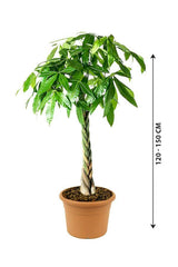 Pachira Twisted-Money tree - Plantsworld.ae - {{ varient.name }}