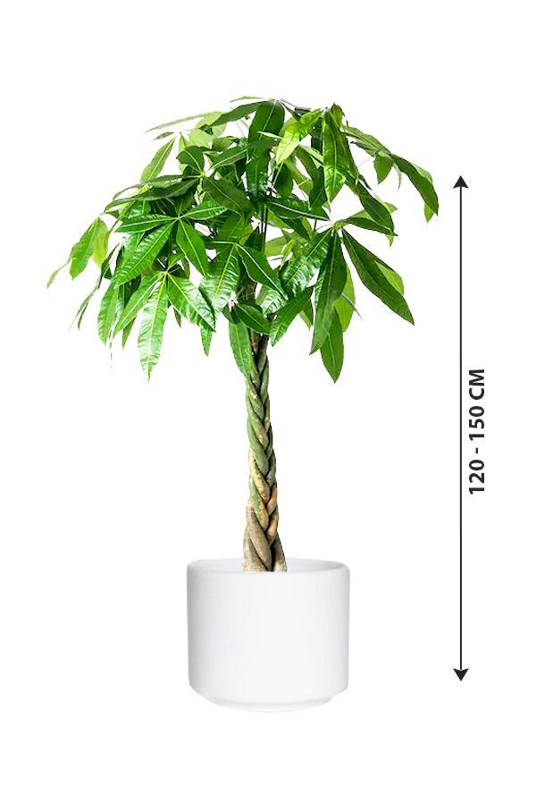Pachira Twisted-Money tree - Plantsworld.ae - {{ varient.name }}