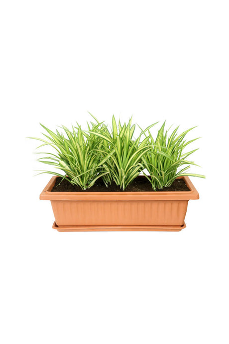 Pandanus In Rectangular Pot