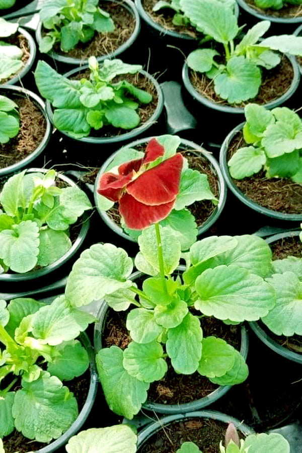 Pansy Plant- Viola Tricolor Var. Hortensis - Outdoor Flowering Plant