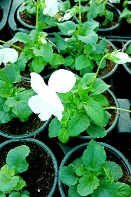 Pansy Plant - Viola Tricolor Var. Hortensis