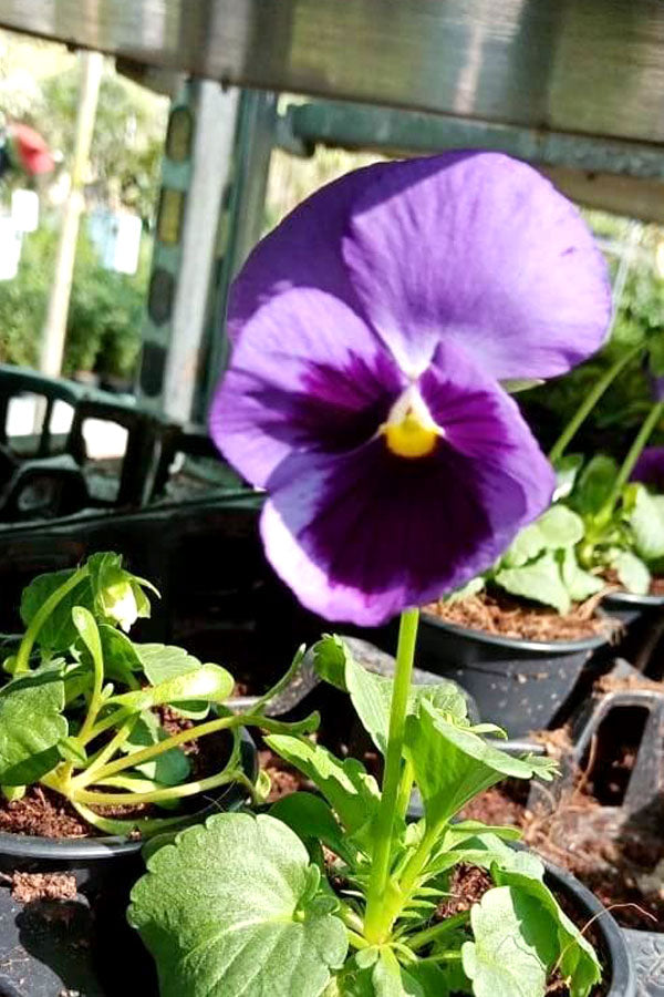 Pansy Plant- Viola Tricolor Var. Hortensis - Outdoor Flowering Plant