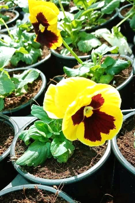 Vibrant Pansy Plant (Viola Tricolor Var. Hortensis) outdoor flowering plant with colorful blooms available at Plantsworld.ae