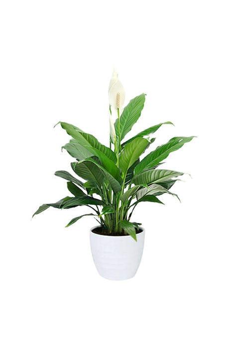 Diamond Office Plant Combo - Mixed Species - Plantsworld.ae