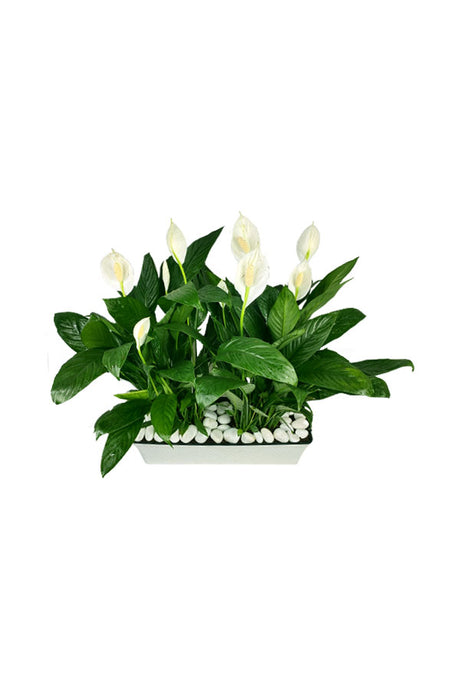 Peace Lily - Spathiphyllum-In Rectangular Pot