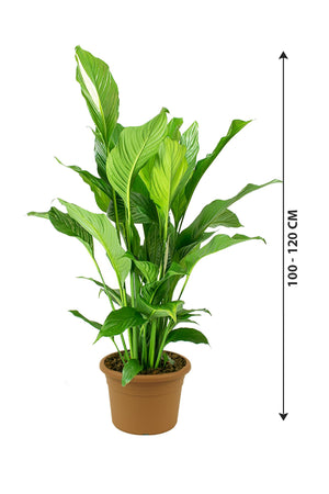 Peace Lily - Spathiphyllum Wallisii - Plantsworld.ae
