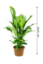 Peace Lily - Spathiphyllum Wallisii - Plantsworld.ae