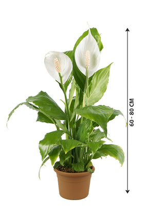 Peace Lily - Spathiphyllum Wallisii - Plantsworld.ae