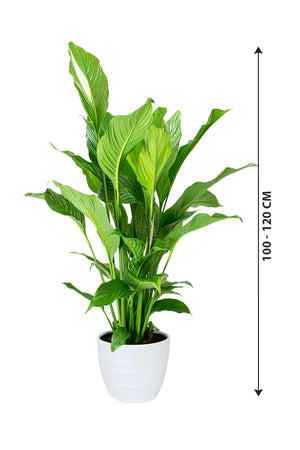 Peace Lily - Spathiphyllum Wallisii - Plantsworld.ae